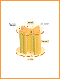 Aranyak Physiology