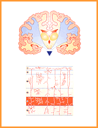 Atharva Veda Pratishakhya Physiology