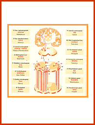 Brahmana Physiology