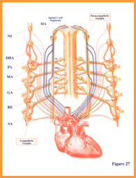 Gandharva Veda Physiology