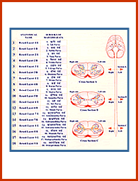 Itihas Physiology