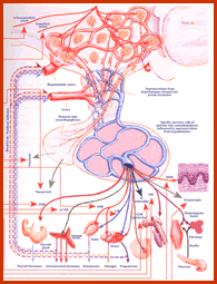 Nirukt Physiology