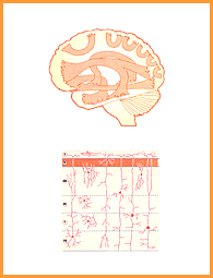 Shukl-Yajur-Veda Pratishakhya Physiology