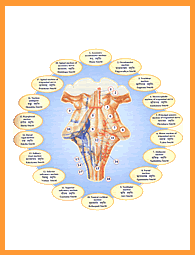 Smriti Physiology