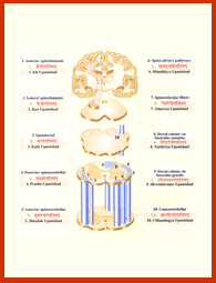 Upanishad Physiology