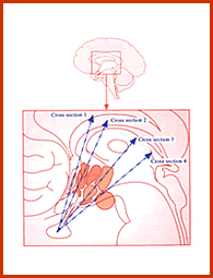 Vyakaran Physiology